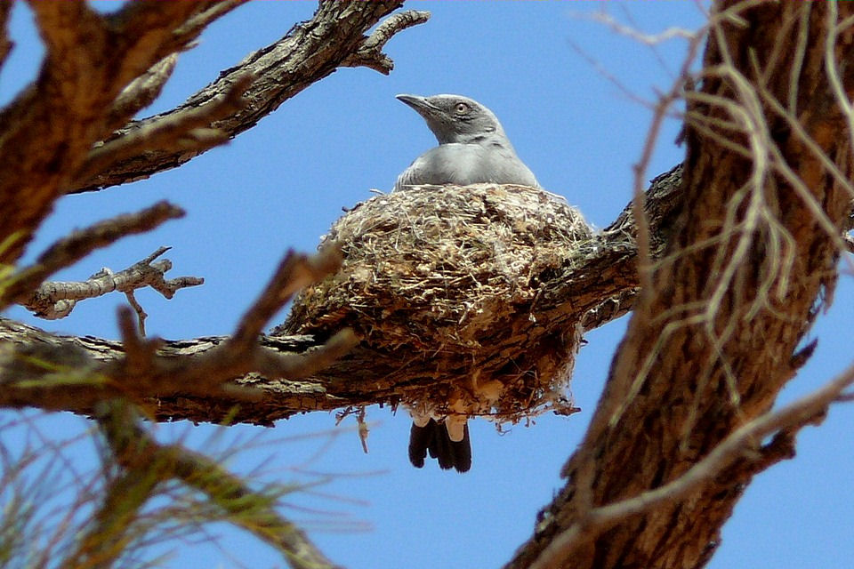 Ground Cuckoo-shrike (Coracina maxima)